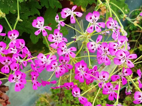 Pelargonium echinatum Miss Stapleton HORT'IS VIRIDIOS (R)