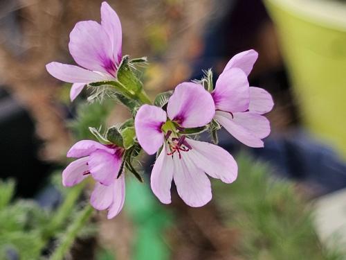 Pelargonium hirtum HORT'IS VIRIDIOS (R)
