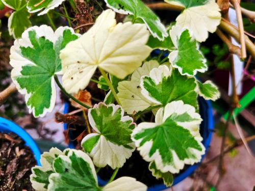 Pelargonium 'Mme Salleron'  HORT'IS VIRIDIOS (R)