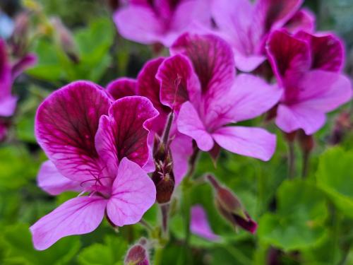 Pelargonium ‘Manx Maid’  HORT'IS VIRIDIOS (R)