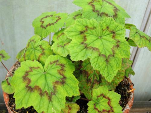 Pelargonium mutans HORT'IS VIRIDIOS (R)