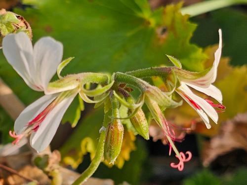 Pelargonium mutans HORT'IS VIRIDIOS (R)