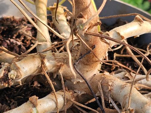 Pelargonium mutans HORT'IS VIRIDIOS (R)