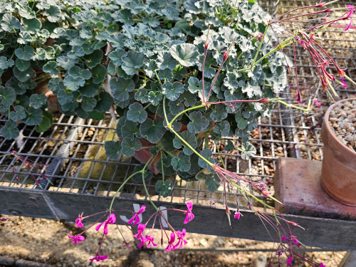 Pelargonium reniforme HORT'IS VIRIDIOS (R)