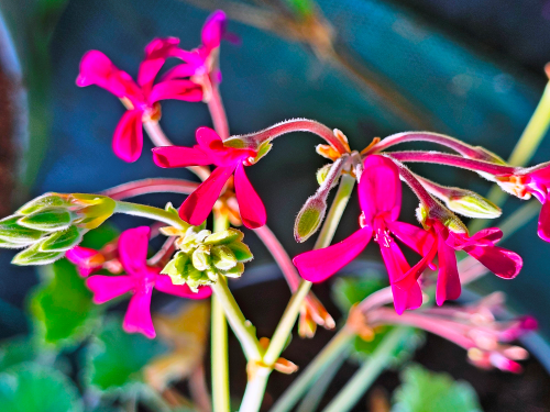 Pelargonium reniforme HORT'IS VIRIDIOS (R)