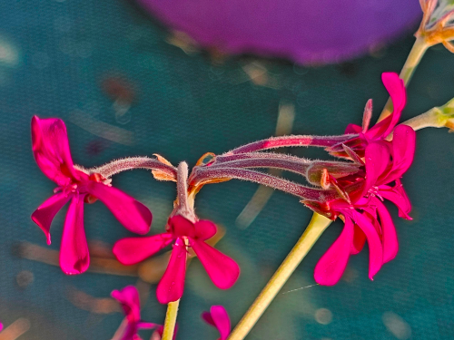 Pelargonium reniforme HORT'IS VIRIDIOS (R)