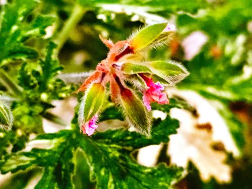 Pelargonium ‘Roller Sigma’  HORT'IS VIRIDIOS (R)