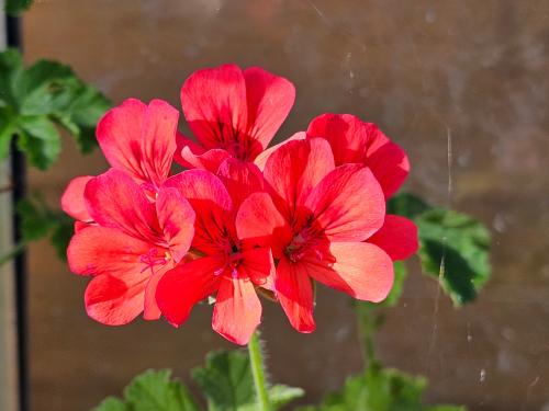 Pelargonium 'Scarlet Unique' HORT'IS VIRIDIOS (R)