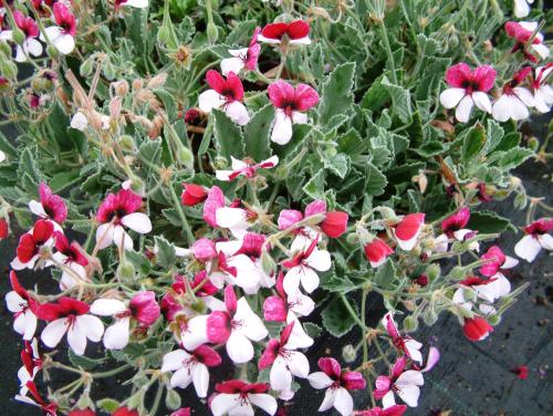 Pelargonium ‘Splendide’  HORT'IS VIRIDIOS (R)
