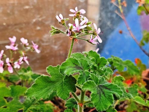 Pelargonium tomentosum ‘Chocolate’ HORT'IS VIRIDIOS (R)
