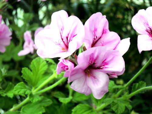 Pelargonium 'Domaine de Courson' HORT'IS VIRIDIOS (R)
