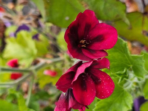 Pelargonium ‘Mystery'  HORT'IS VIRIDIOS (R)