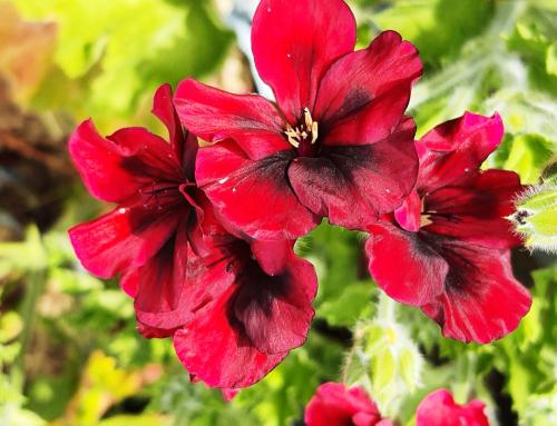 Pelargonium ‘Mystery'  HORT'IS VIRIDIOS (R)