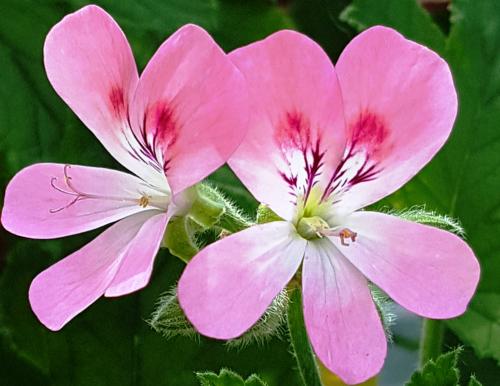 Pelargonium 'Sweet Mimosa'  HORT'IS VIRIDIOS (R)