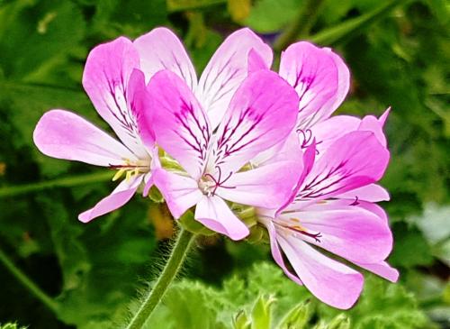 Pelargonium 'Sweet Mimosa'  HORT'IS VIRIDIOS (R)