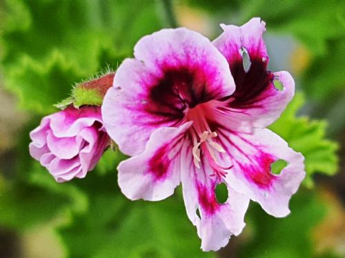 Pelargonium 'Verdale'  HORT'IS VIRIDIOS (R)