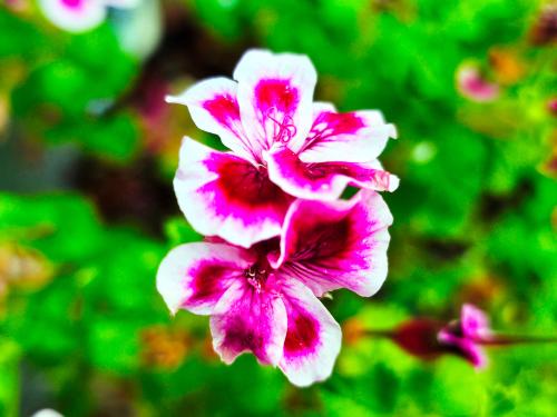 Pelargonium 'Verdale'  HORT'IS VIRIDIOS (R)