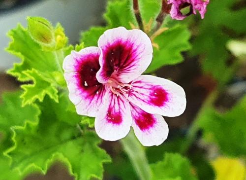 Pelargonium 'Verdale'  HORT'IS VIRIDIOS (R)