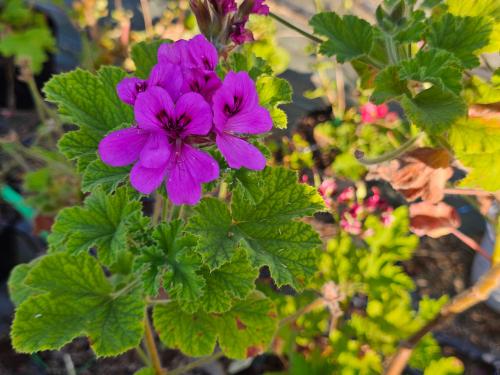 Pelargonium ‘Purple Unique’ HORT'IS VIRIDIOS (R)