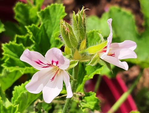Pelargonium ‘White Unique’  HORT'IS VIRIDIOS (R)