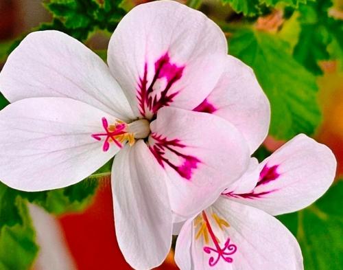 Pelargonium ‘White Unique’  HORT'IS VIRIDIOS (R)