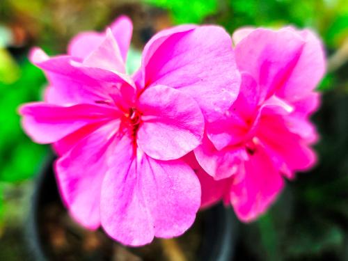 Pelargonium 'White Mesh' HORT'IS VIRIDIOS (R)