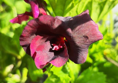 Pelargonium ‘Rembrand’  HORT'IS VIRIDIOS (R)