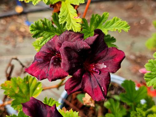 Pelargonium ‘Rembrand’  HORT'IS VIRIDIOS (R)