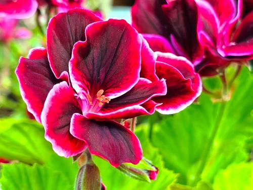 Pelargonium X domesticum 'Yho' HORT'IS VIRIDIOS (R)
