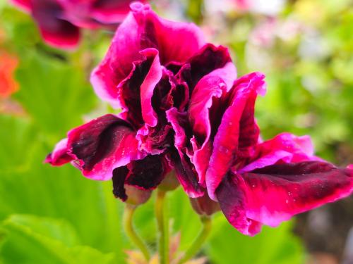 Pelargonium X domesticum 'Yho' HORT'IS VIRIDIOS (R)