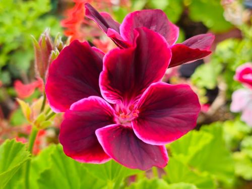 Pelargonium X domesticum 'Yho' HORT'IS VIRIDIOS (R)