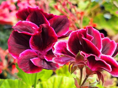 Pelargonium X domesticum 'Yho'