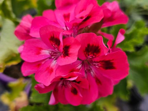 Pelargonium ‘Brunswick'  HORT'IS VIRIDIOS (R)