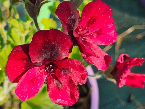 Pelargonium ‘Mystery'  HORT'IS VIRIDIOS (R)