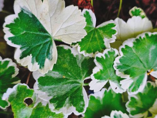 Pelargonium 'Mme Salleron'  HORT'IS VIRIDIOS (R)