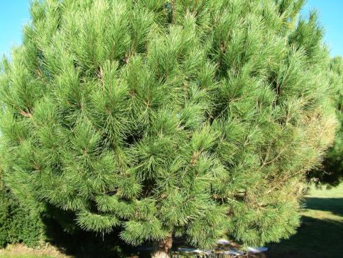 Pinus pinea Pinacées HORT'IS VIRIDIOS (R)