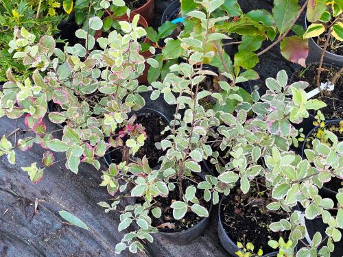Pittosporum tenuifolium 'Garnettii' HORT'IS VIRIDIOS (R)