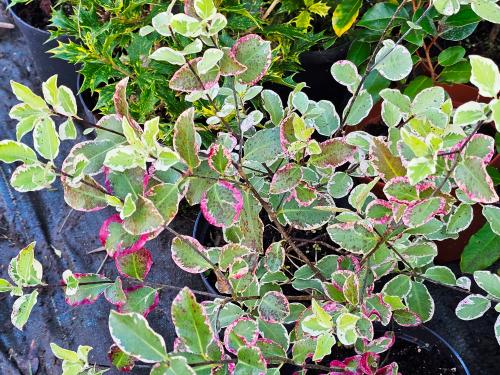 Pittosporum tenuifolium 'Garnettii' HORT'IS VIRIDIOS (R)