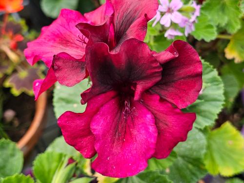 Pelargonium ‘Caprice’  HORT'IS VIRIDIOS (R)