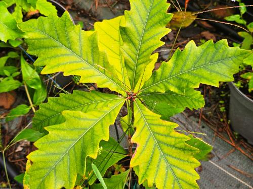 Quercus bicolor HORT'IS VIRIDIOS (R)