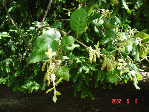 Quercus ilex HORT'IS VIRIDIOS (R)