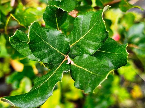 Quercus suber HORT'IS VIRIDIOS (R)