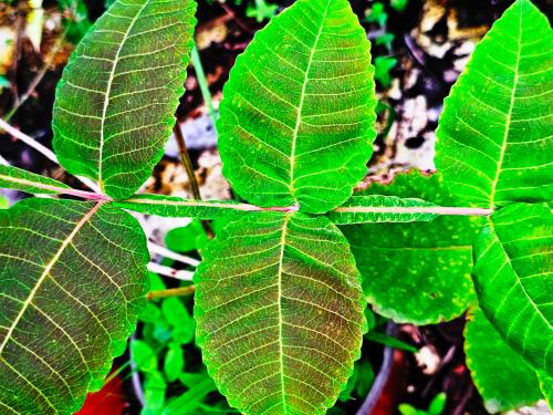 Rhus chinensis  HORT'IS VIRIDIOS (R)