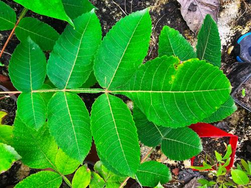 Rhus chinensis  HORT'IS VIRIDIOS (R)
