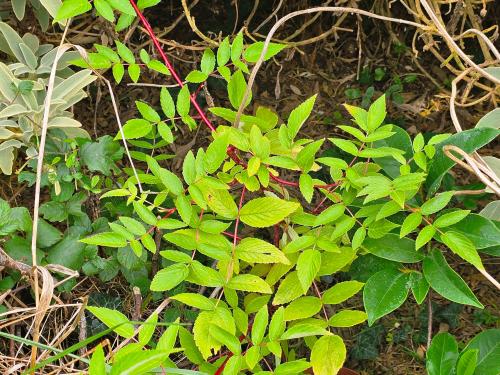 Rubus Cokburnianus ‘Aureus’ HORT'IS VIRIDIOS (R)