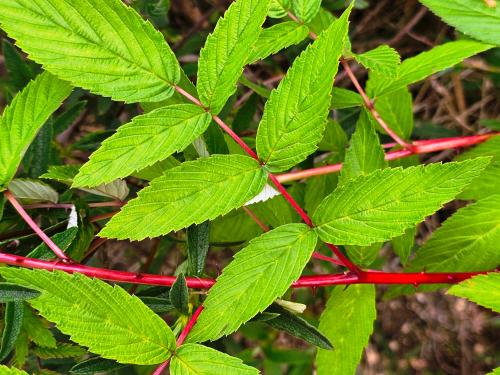 Rubus cockburnianus 'Aureus' HORT'IS VIRIDIOS (R)