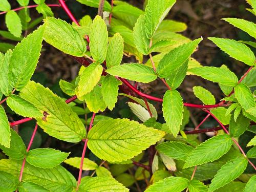 Rubus Cokburnianus ‘Aureus’ HORT'IS VIRIDIOS (R)