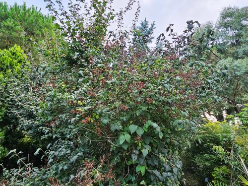 Syringa komarowii subsp.reflexa  HORT'IS VIRIDIOS (R)