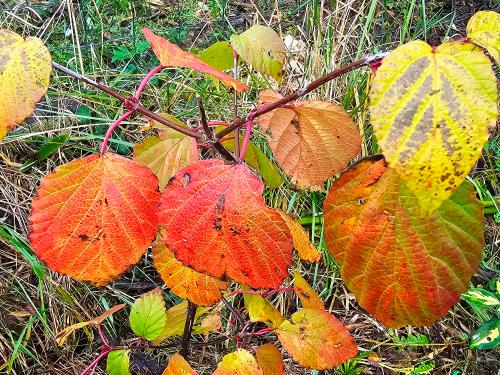 Viburnum betulifolium HORT'IS VIRIDIOS (R)