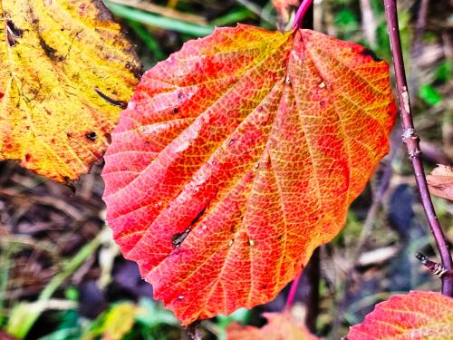 Viburnum betulifolium HORT'IS VIRIDIOS (R)